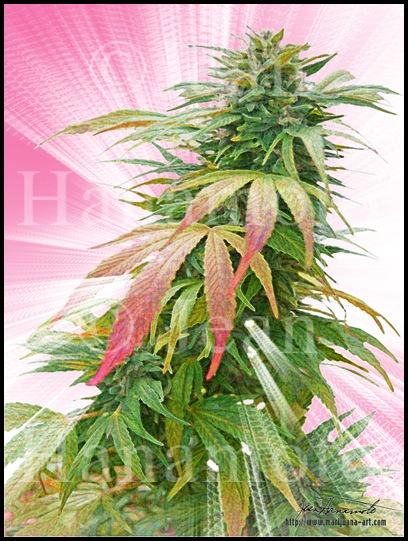 Santa Rosa Pastel&copy;