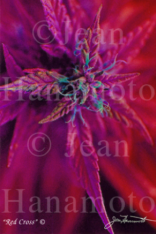 Loading Image
