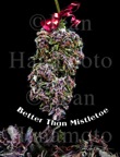 BetterThanMistletoe&copy;